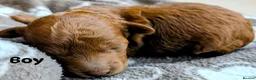 Toy Poodle dogs for sale: Beautiful Toy Poodle Puppies – Red & Apricot ❤️ - Advert 13