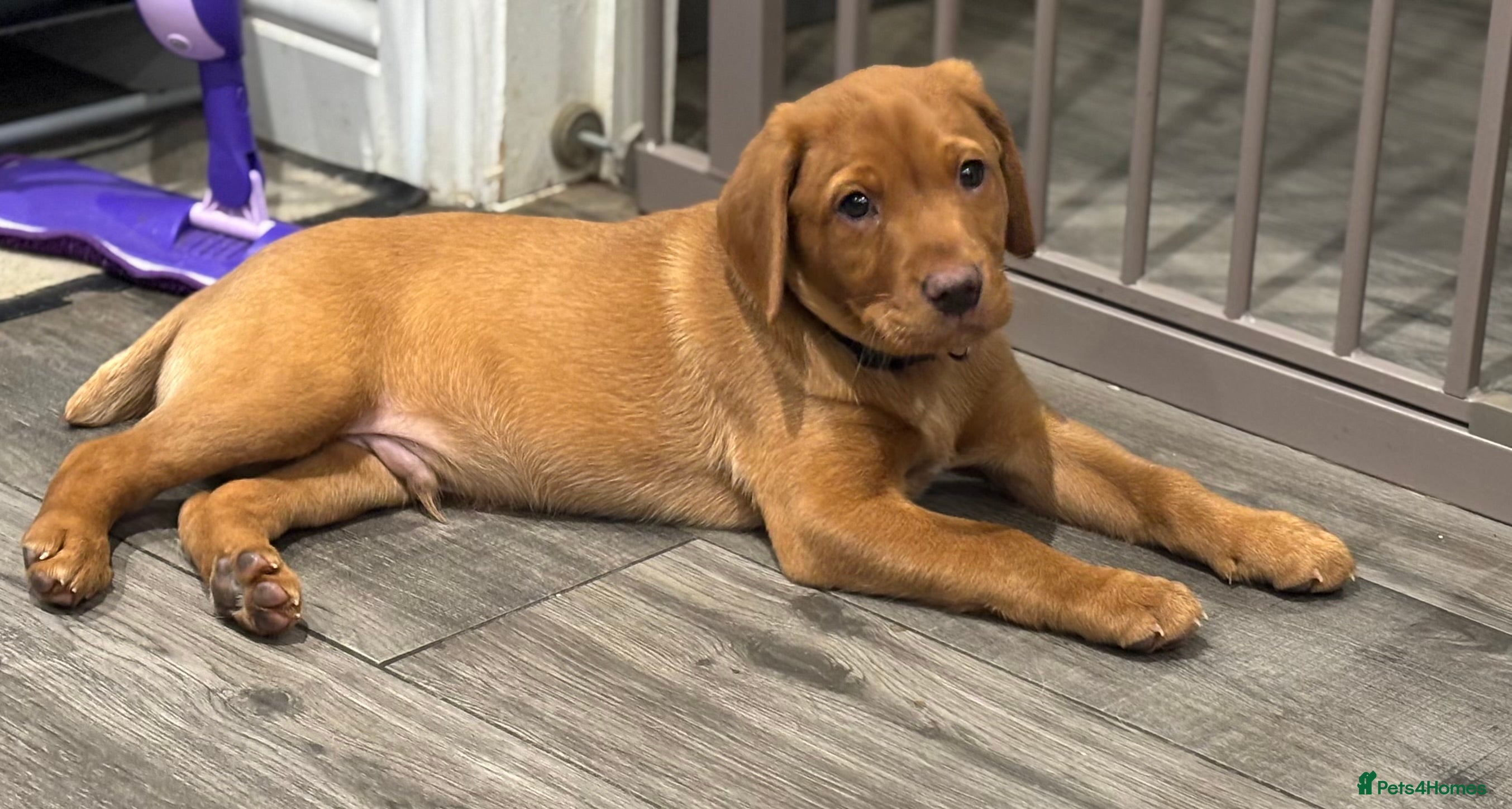 Labrador Retriever dogs KC Reg Dark Fox Red Puppies (Male available) - Advert 19