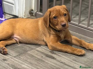 Labrador Retriever dogs KC Reg Dark Fox Red Puppies (Male available) - Advert 19