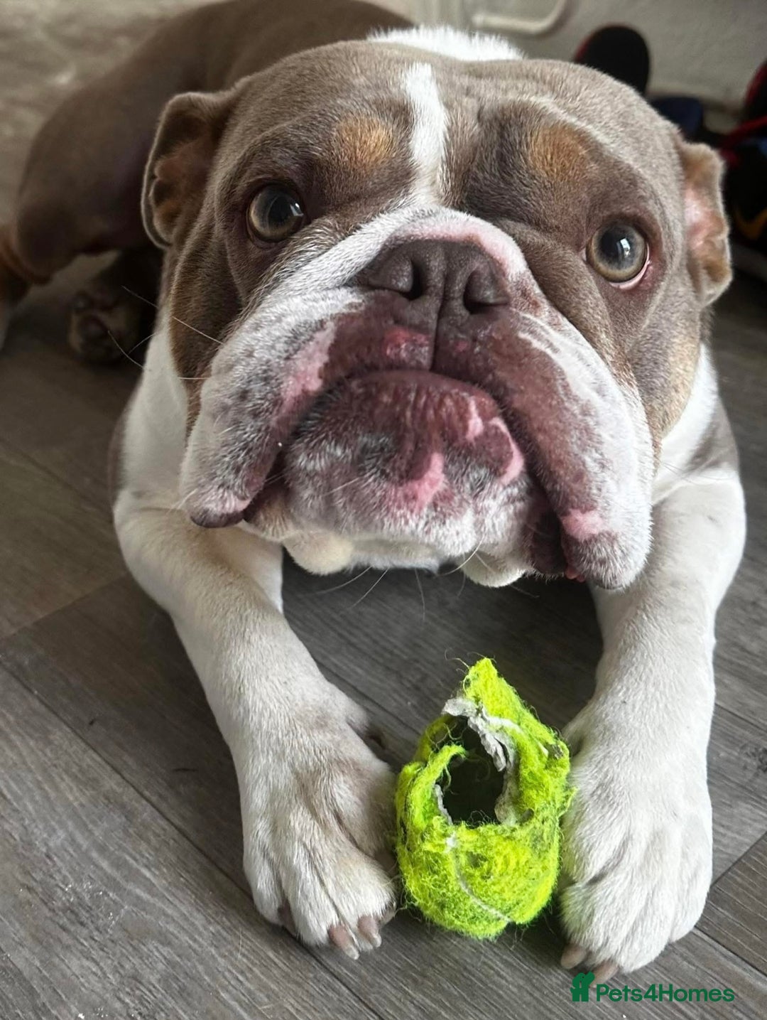 English Bulldog dogs for sale: Rehoming English Bulldog - Advert 5