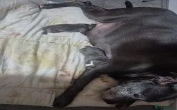 Staffordshire Bull Terrier dogs for sale: Blue and white pup  - Image 8