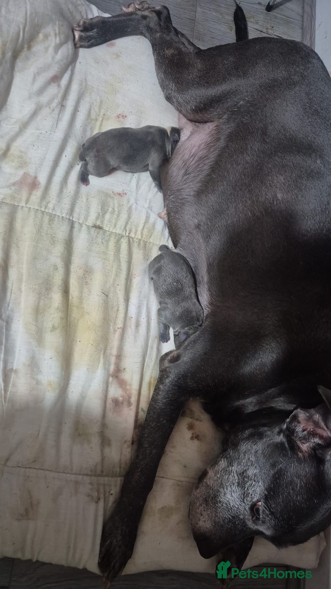 Staffordshire Bull Terrier dogs for sale: Blue and white pup  - Image 8