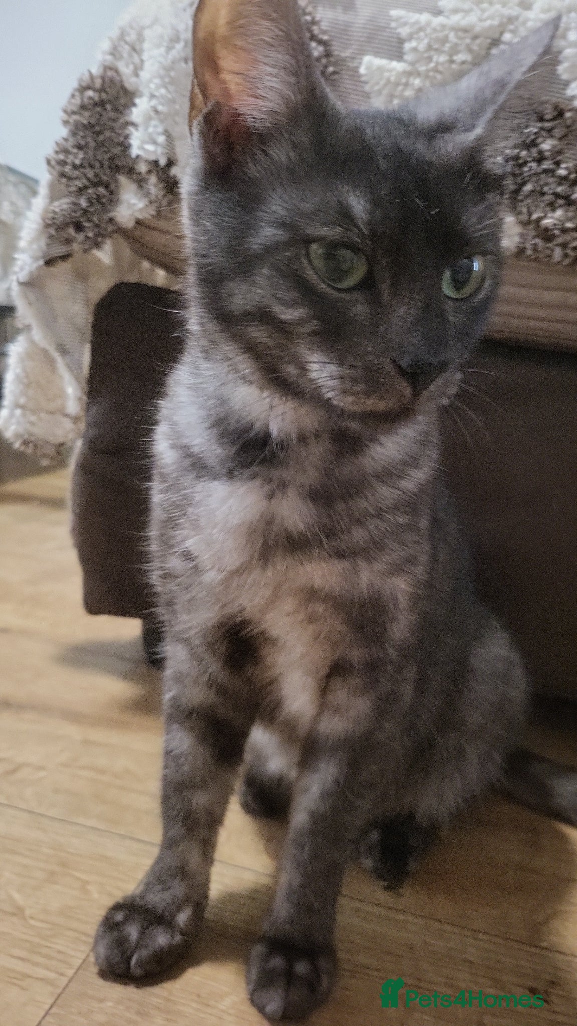 Bengal cats Black Bengal x Nebelung. - Advert 2