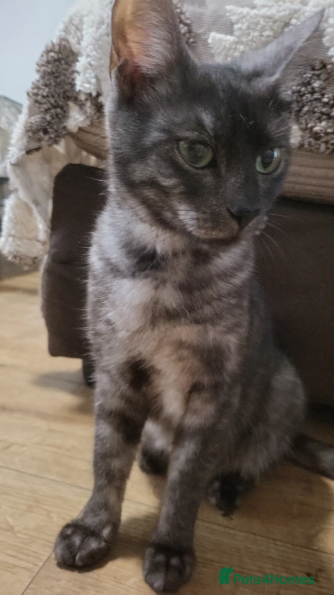 Bengal cats for sale: Black Bengal x Nebelung. in Camborne - Advert 2