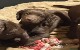 Cocker Spaniel dogs for sale: K.C. Well bred chocolate working cocker spaniels - Image 7