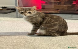 Mixed Breed cats for sale: Kittens for sale  - Image 15