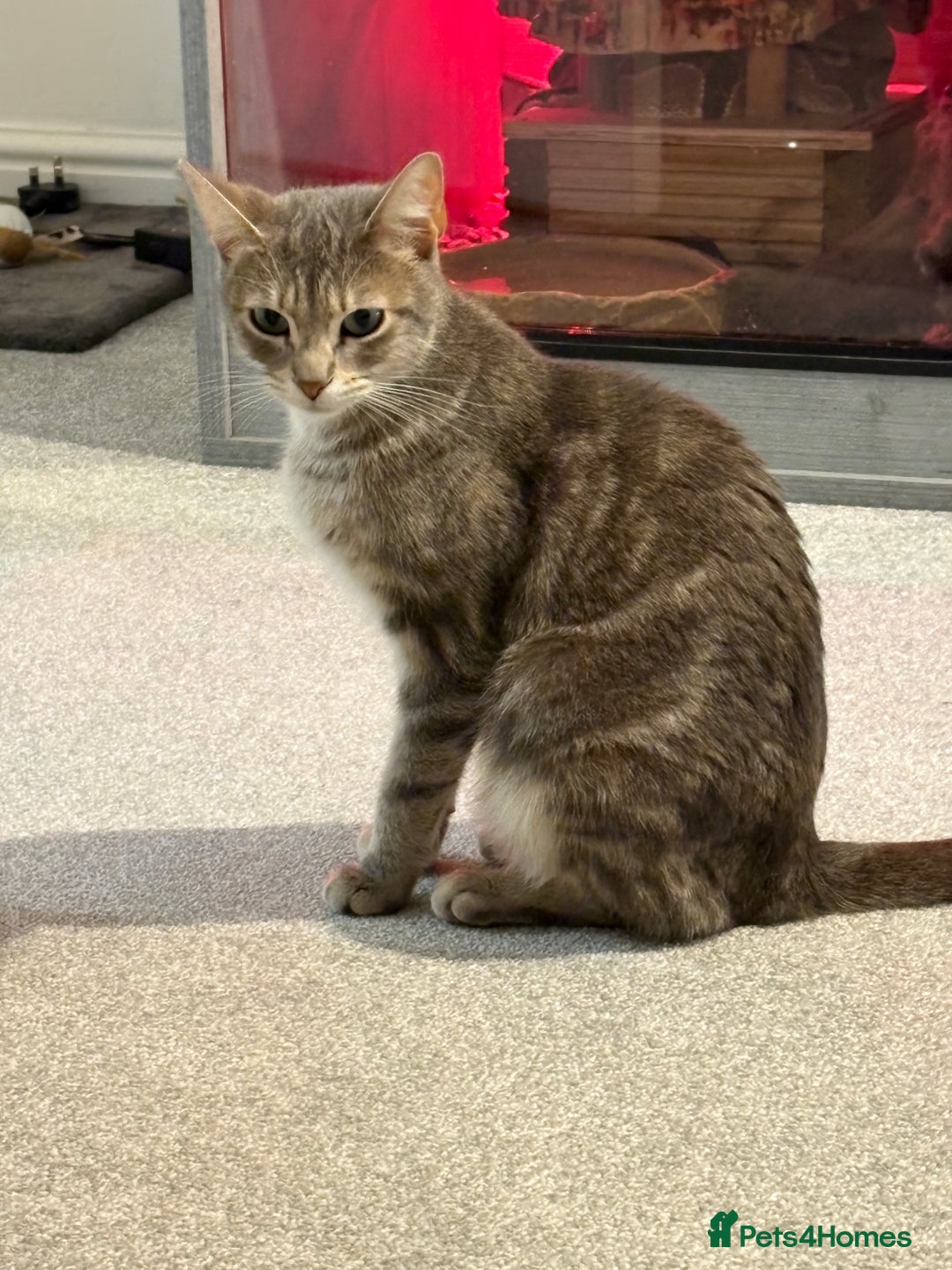 Mixed Breed cats for sale: Kittens for sale  - Image 15