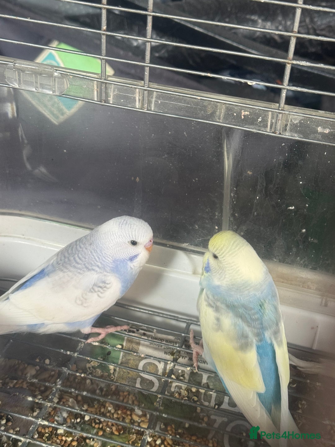 Budgerigars birds for sale: 6 baby budgies for sale  - Image 13