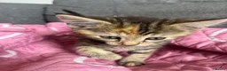 Mixed Breed cats for sale: Ready now stunning kittens  in Gravesend - Advert 9