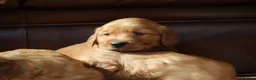 Golden Retriever dogs for sale: Dark Red KC Reg Working Golden Retriever Puppies - Advert 7