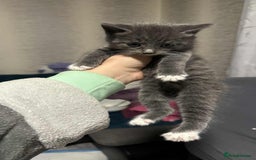 British Longhair cats for sale: 5 little kittens  - Advert 15