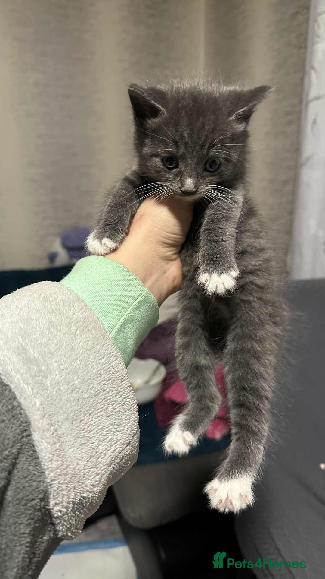 British Longhair cats for sale: 5 little kittens  - Advert 15