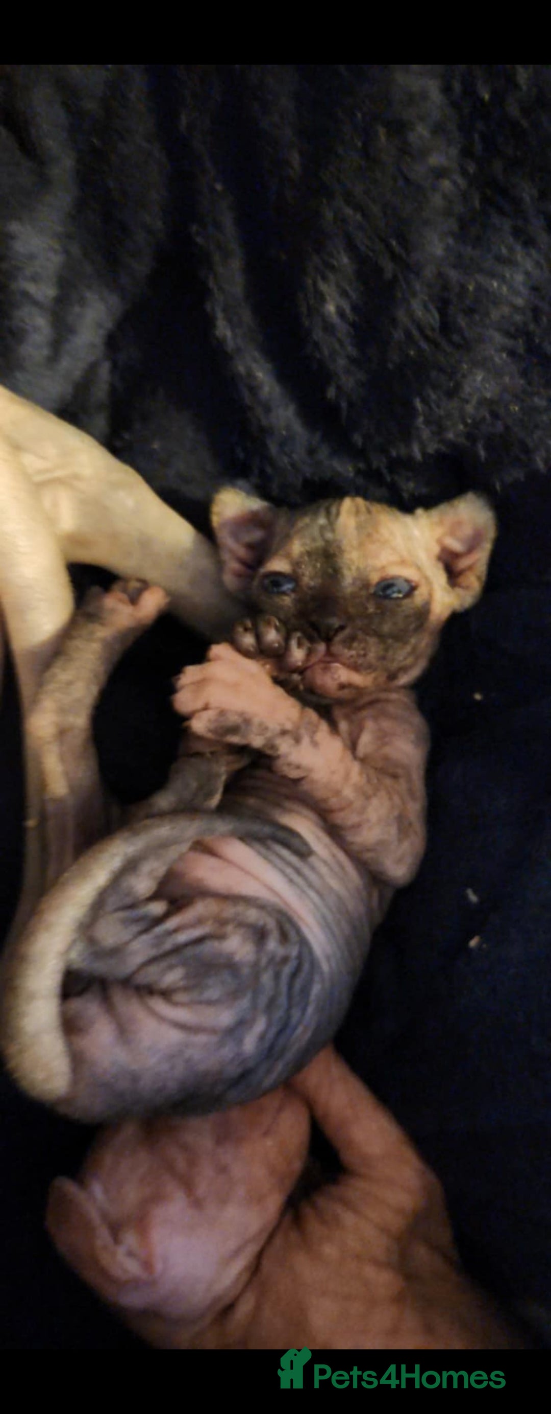 Sphynx cats for sale: 3 Beautiful Canagian Sphynx - Advert 11