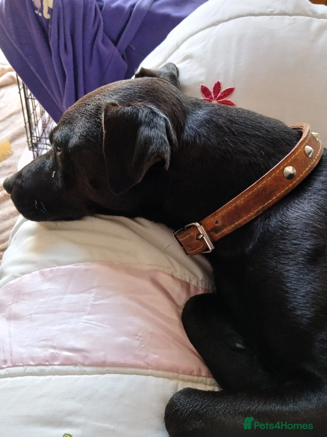 Patterdale Terrier dogs for sale: Patterdale  in Chesterfield - Advert 2