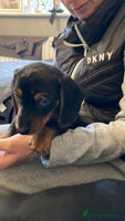 Dachshund dogs Mini dachshund puppies - Advert 14