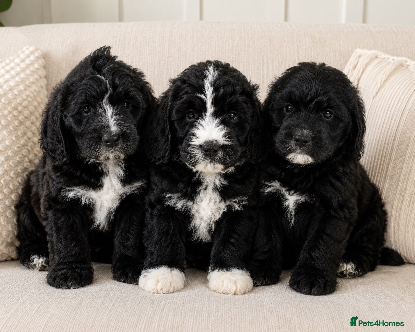Bernedoodle dogs Rare Saint Bernadoodle puppies..Holiday cover inc. - Advert 9