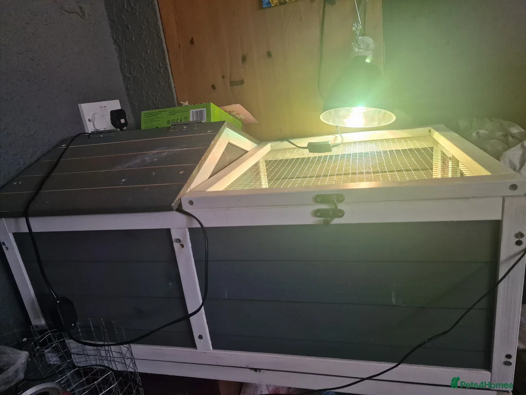 Tortoise reptiles for sale: Horsefield tortoise - Advert 2