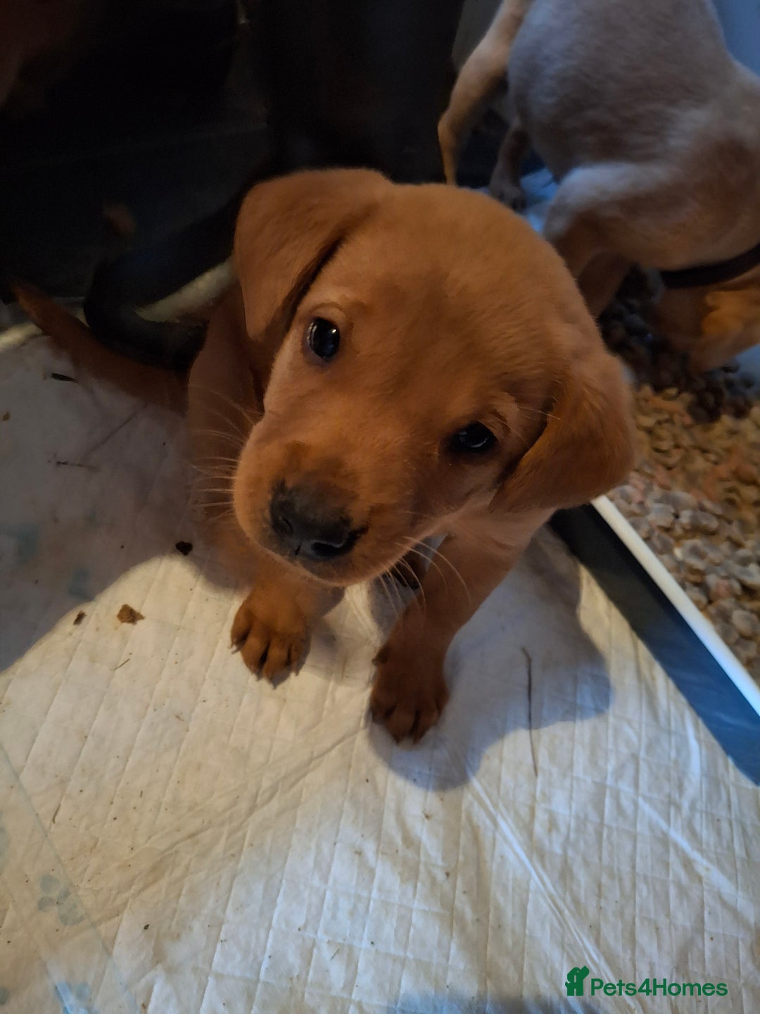 Labrador Retriever dogs for sale: Red 5th generation pedigree labrador  - Image 25