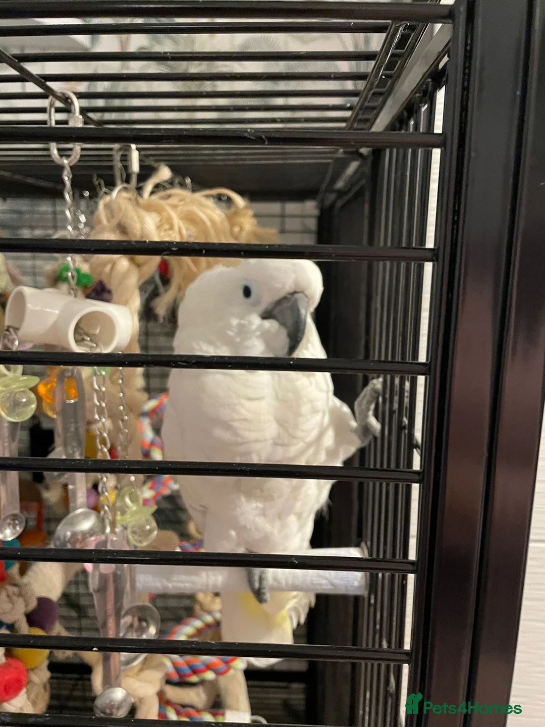 Cockatoo birds for sale: Stunning 10 month old Umbrella Cockatoo - Advert 1