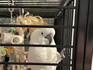 Cockatoo birds Stunning 10 month old Umbrella Cockatoo - Advert 3