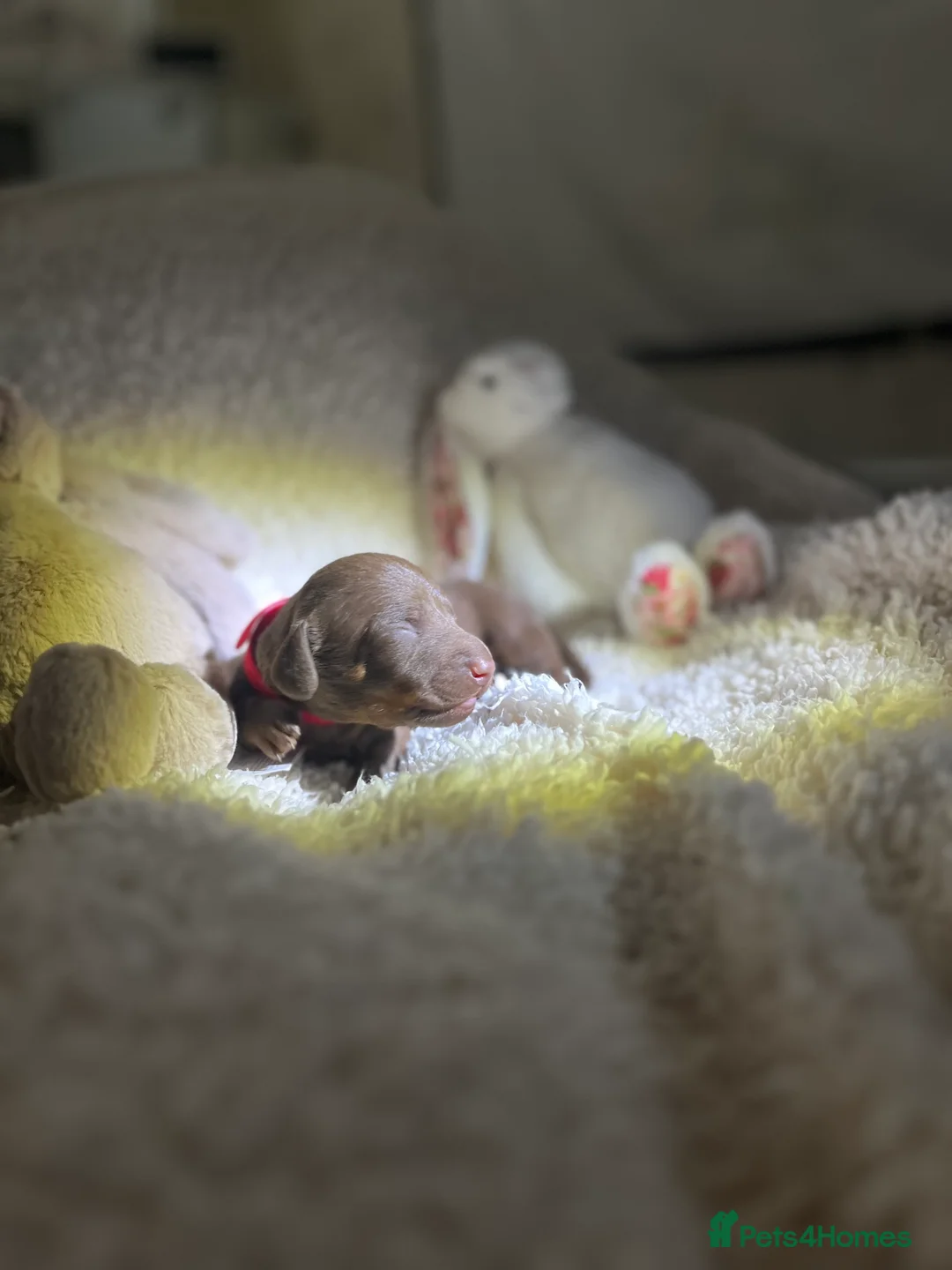 Miniature Dachshund dogs for sale: Miniature dachshund for sale  - Advert 3