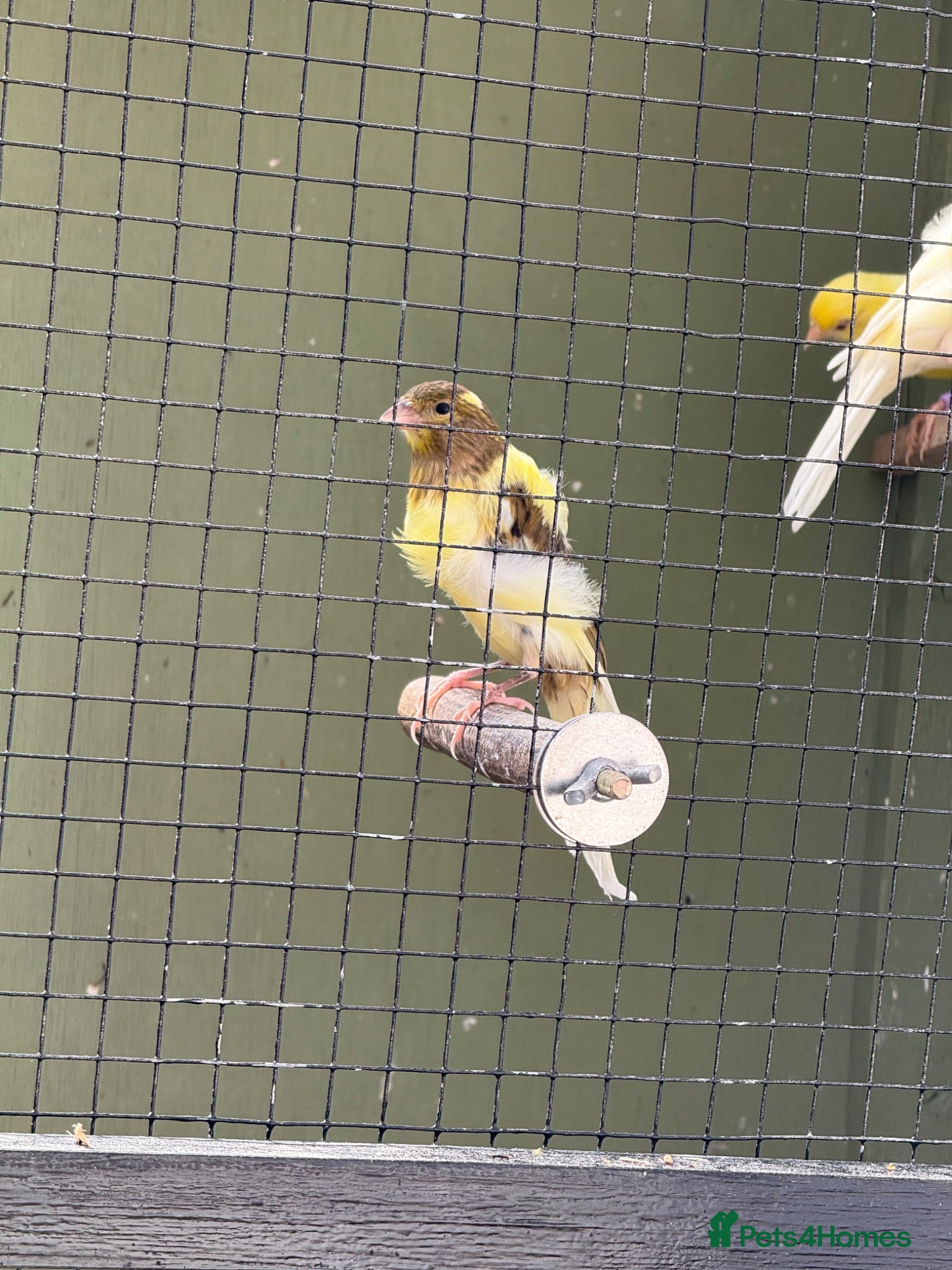 Canaries birds North Dutch frill canary  - Advert 2