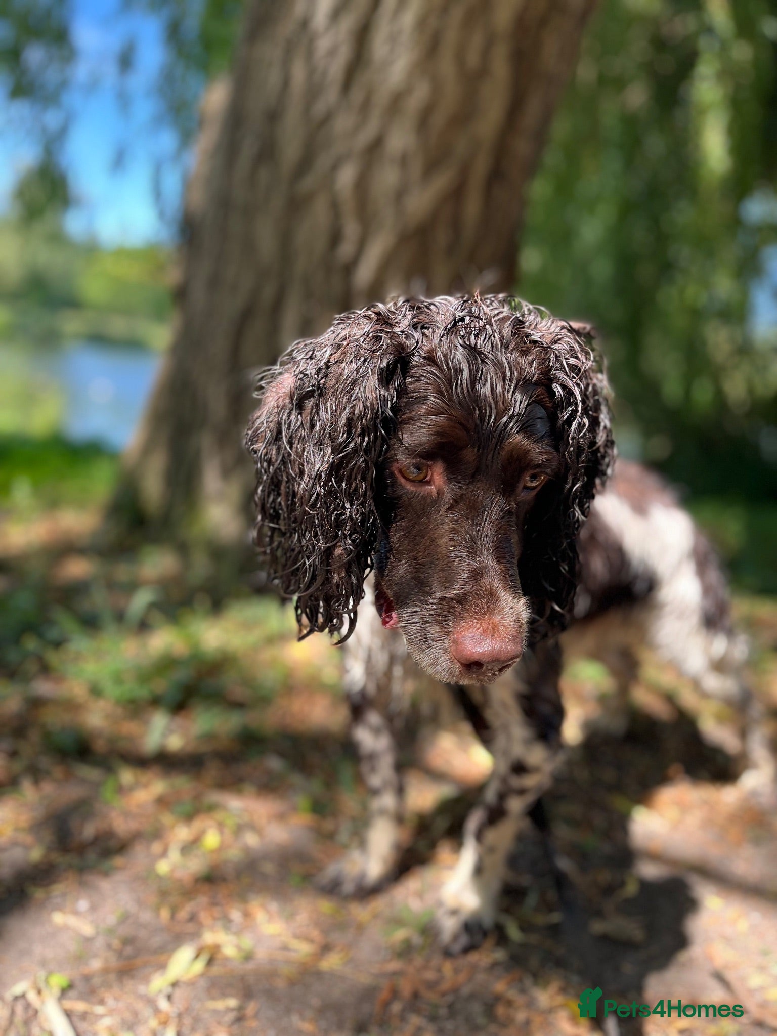 English Springer Spaniel dogs Coby Male 3yrs old  - Advert 1