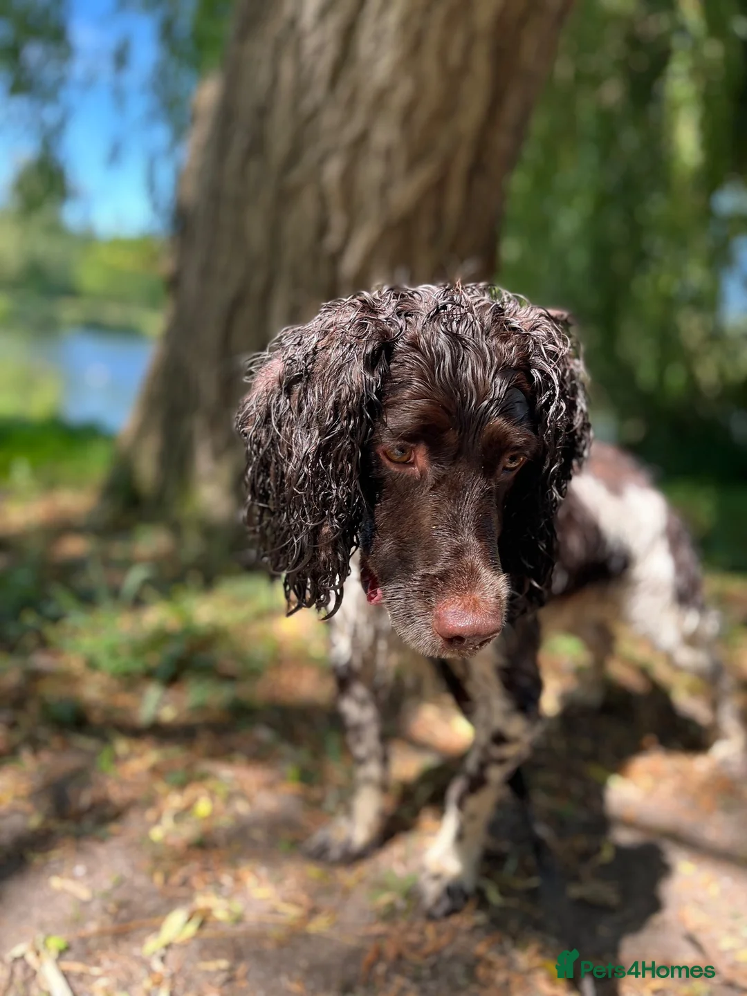 English Springer Spaniel dogs for sale: Coby Male 3yrs old  - Advert 1