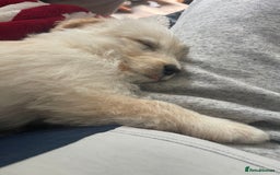 Mixed Breed dogs for sale: Lovely Cockapoo Huskie Cross Male Puppies - Image 9