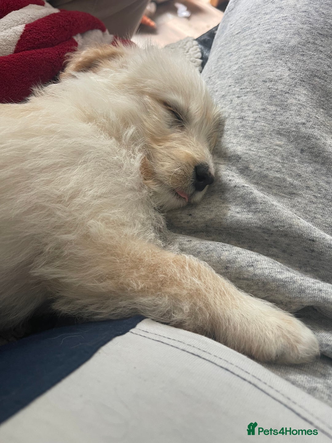 Mixed Breed dogs for sale: Lovely Cockapoo Huskie Cross Male Puppies - Image 9