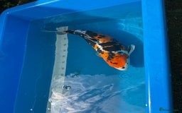 Koi Carp fish for sale: Various koi carp for sale  - Image 31