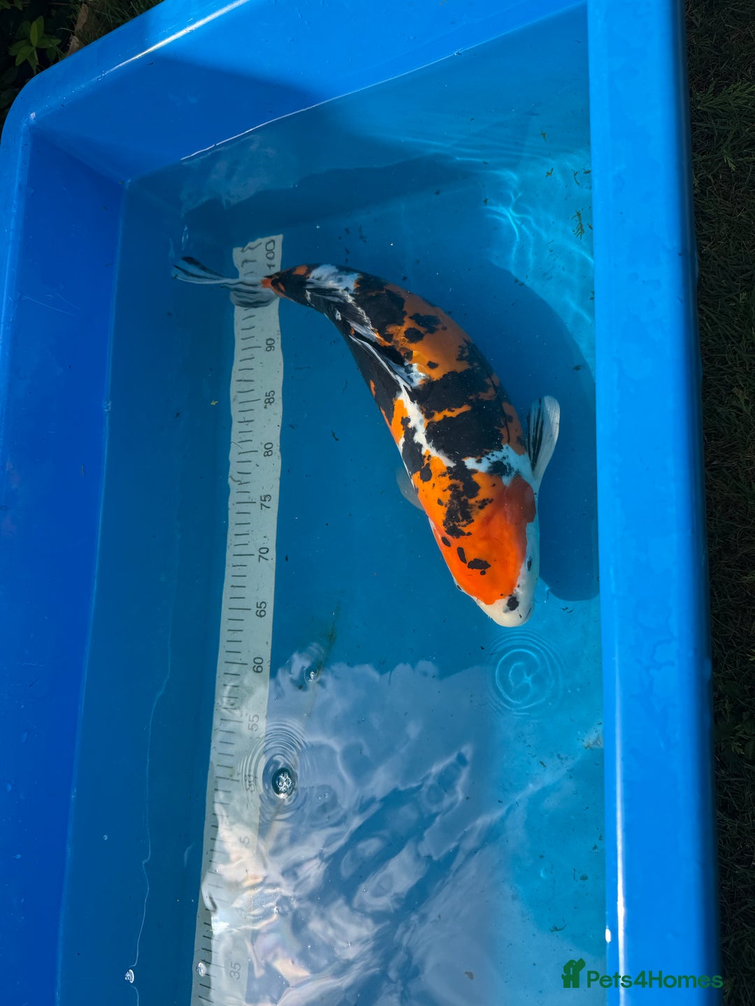 Koi Carp fish for sale: Various koi carp for sale  - Image 31