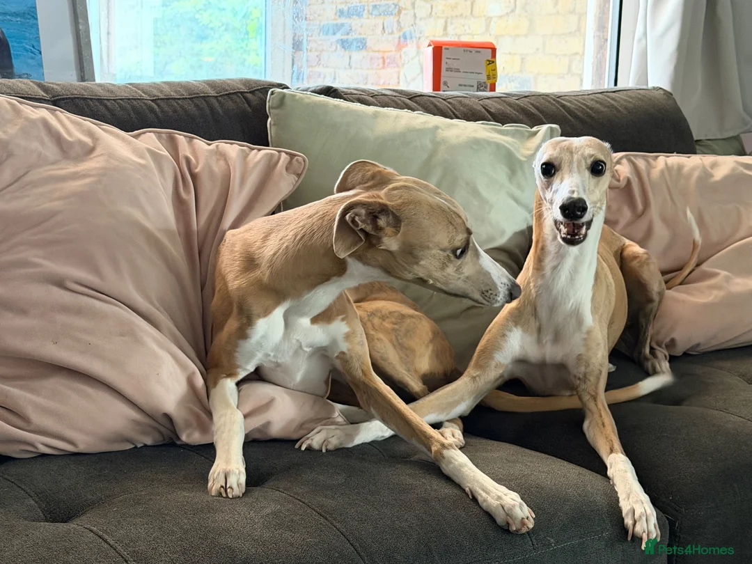 Whippet dogs for sale: 🐾 Whippet puppies expected around 14th Nov 2026🐾 - Advert 5