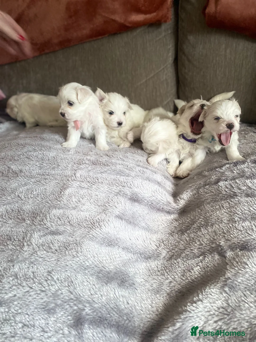 Maltese dogs for sale: Maltese babies - Advert 13