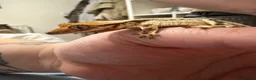 Gecko reptiles for sale: Baby crested gecko and full setup  - Advert 2