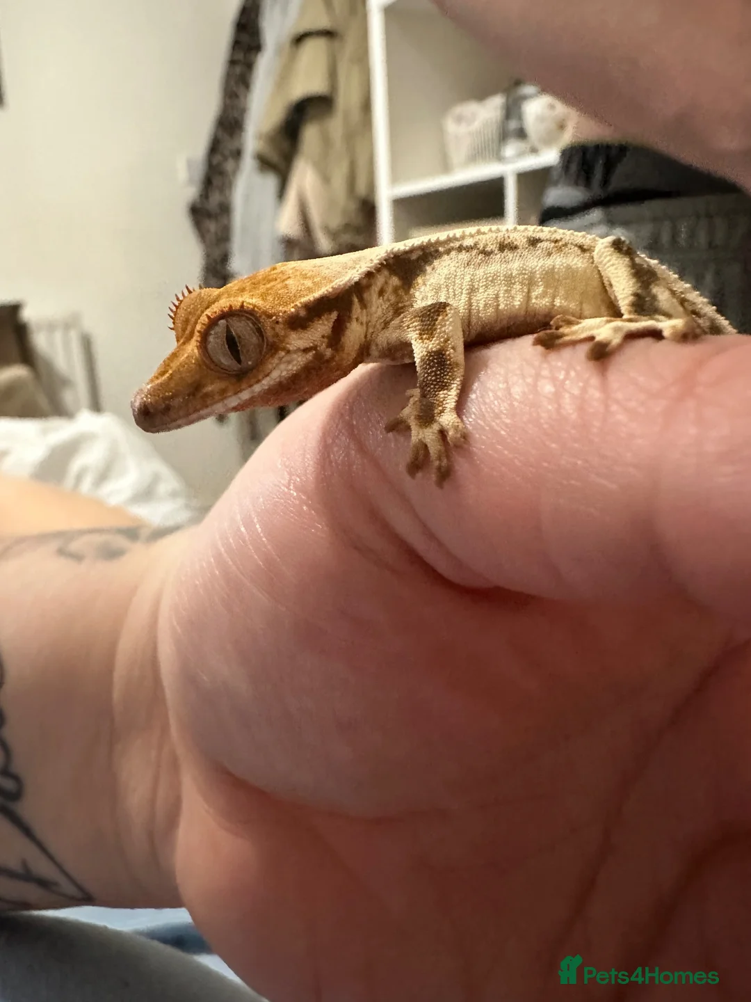 Gecko reptiles for sale: Baby crested gecko and full setup  - Advert 2