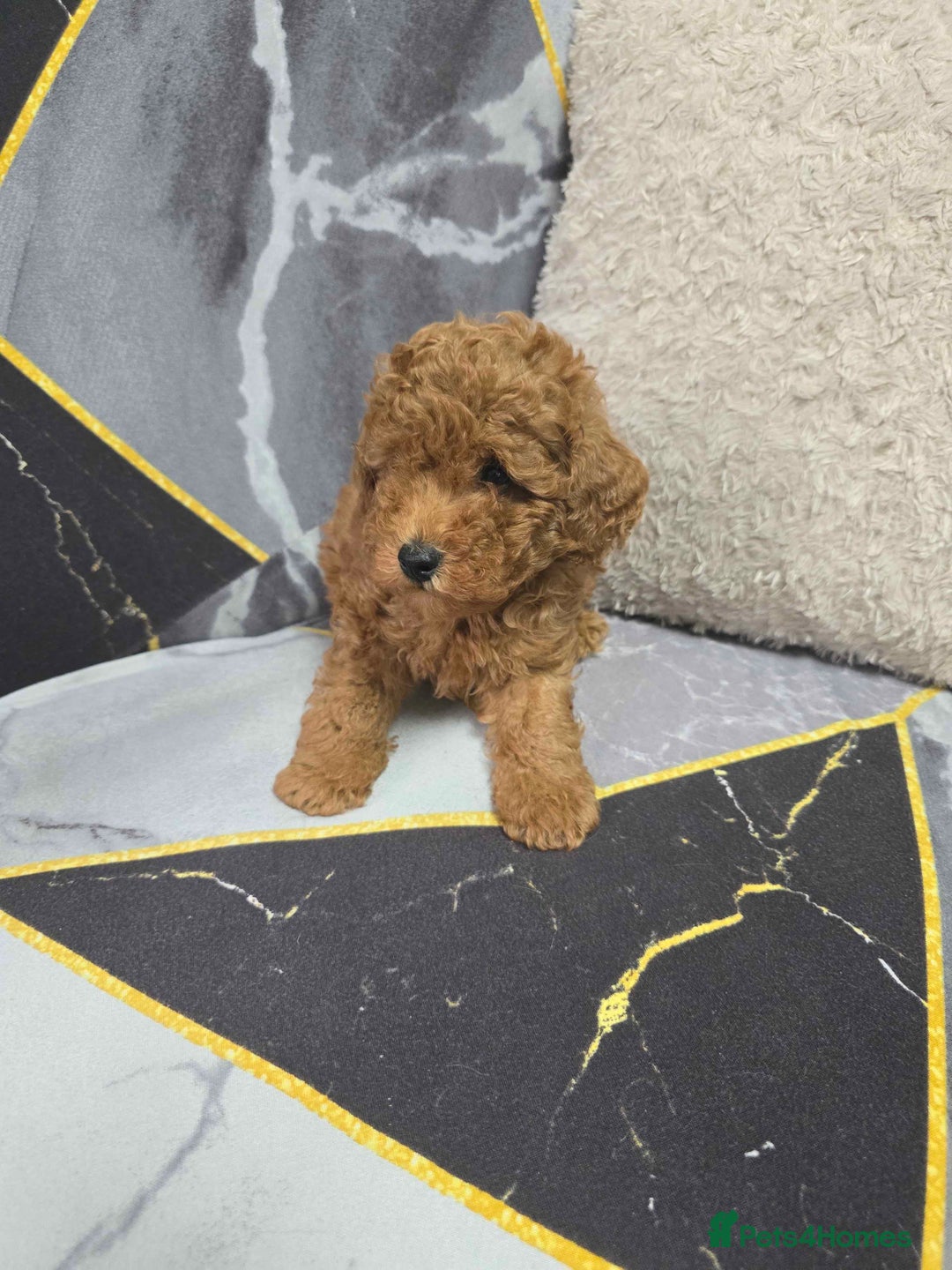 Toy Poodle dogs for sale: 3 Stuninngly cute red toy poodle puppies - Advert 21