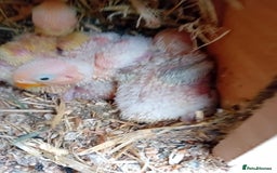 Lovebirds birds for sale: Handfeeding baby bird - Image 1