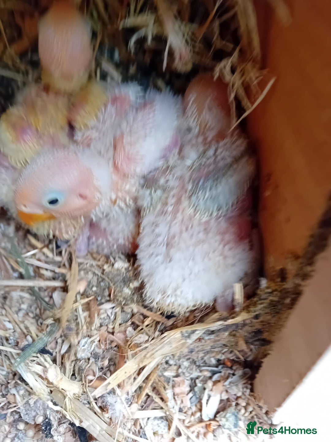 Lovebirds birds for sale: Handfeeding baby bird - Image 1