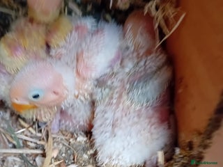 Lovebirds birds - Advert 9