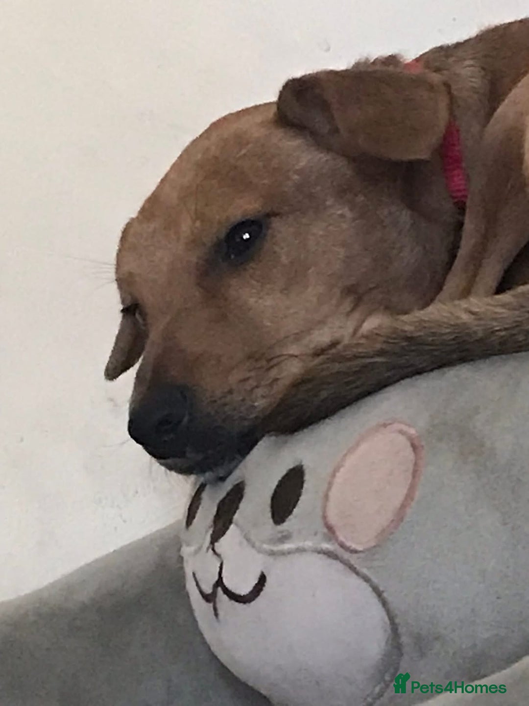 Mixed Breed dogs for sale: Alfie - Advert 16