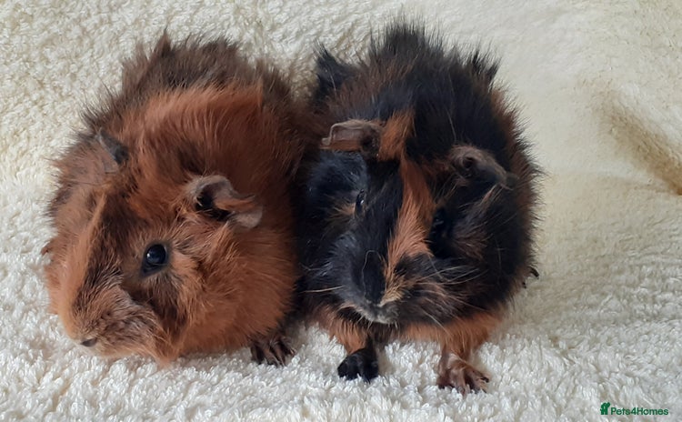 Guinea Pig rodents - Advert 15