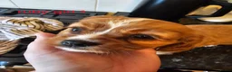 Cavalier King Charles Spaniel dogs for sale: Beautiful cavalier king Charles spaniel puppies  - Advert 29