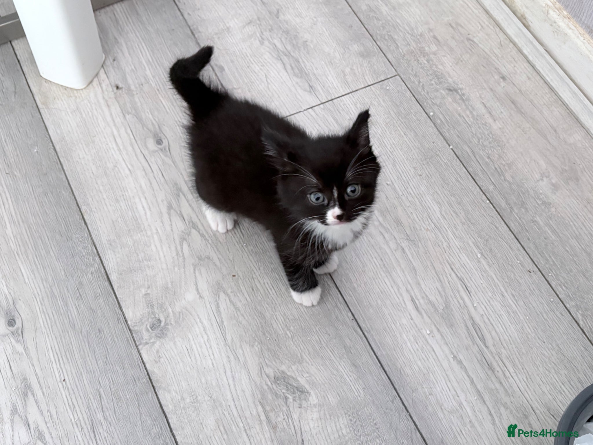 Mixed Breed cats for sale: 2 little boy kittens ready to be homed - Advert 6