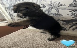 German Shepherd dogs for sale: German shepherd puppies  - Image 15