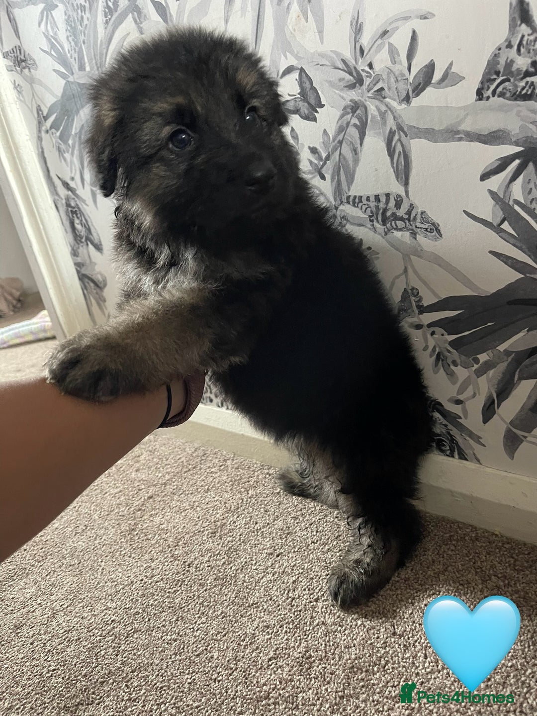 German Shepherd dogs for sale: German shepherd puppies  - Image 15