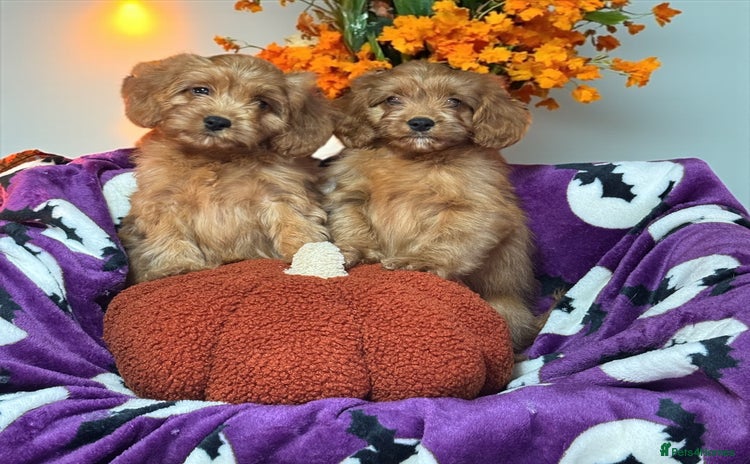Cavapoo dogs - Advert 1