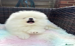 Pomeranian dogs for sale: Russian-Korean puppies looking for home💕 - Image 3