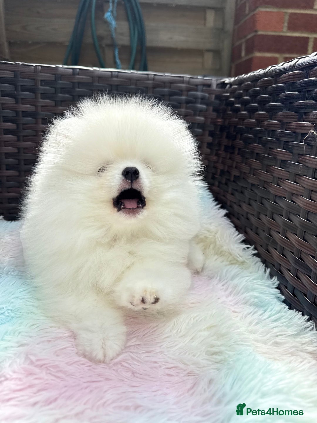 Pomeranian dogs for sale: Russian-Korean puppies looking for home💕 - Image 3