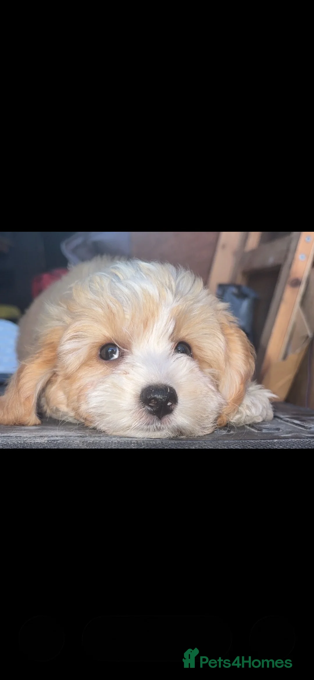 Cockapoo dogs for sale: Cockapoo 13 weeks - Advert 2